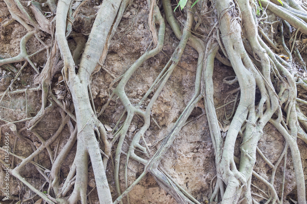 Bare big old roots protecting soil surface from erosion. Bare big old roots protecting soil surface from erosion.