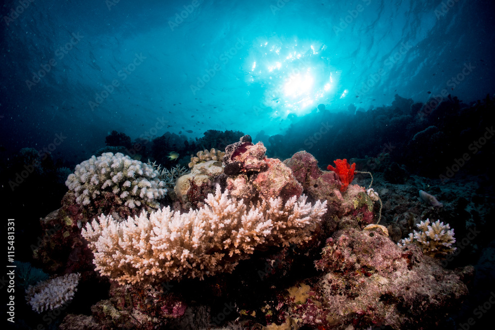 Fototapeta premium Coral Reef