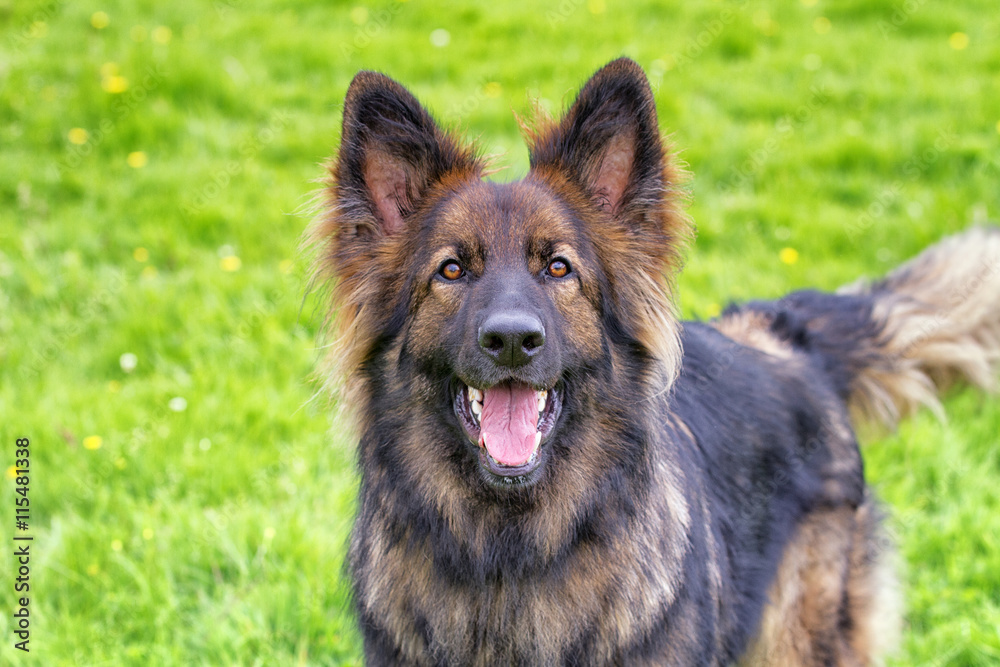 Excited German Shepherd Dog barking Excited German Shepherd Dog barking