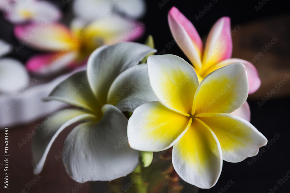 Romantic yellow white and pink frangipani or plumeria flowers Romantic yellow white and pink frangipani or plumeria flowers