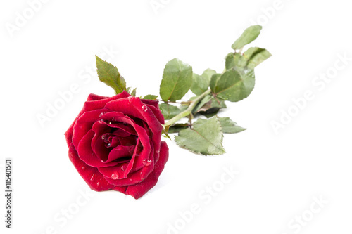 Fototapeta Naklejka Na Ścianę i Meble -  Red Rose isolated on White background