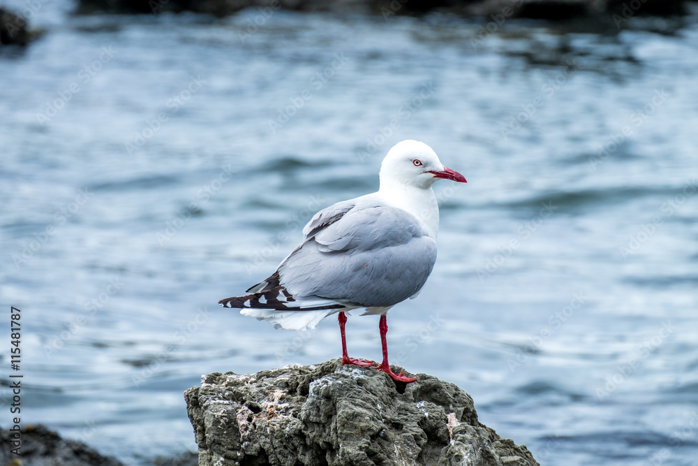 Seagull on Stonebeach, New Zealand Seagull on Stonebeach, New Zealand