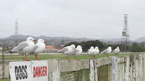 Red-billed gulls on fence of the Avondale Racecourse in Auckland, New Zealand