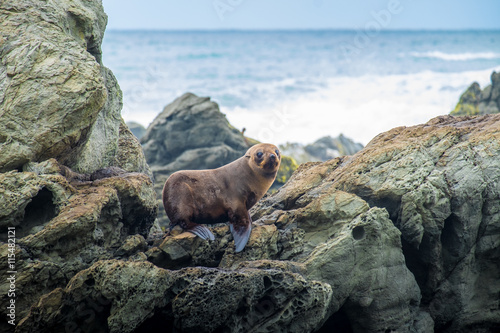 New Zealand Fur seal at Otago Peninsula  Dunedin  South Island  Otago  New Zealand  Pacific