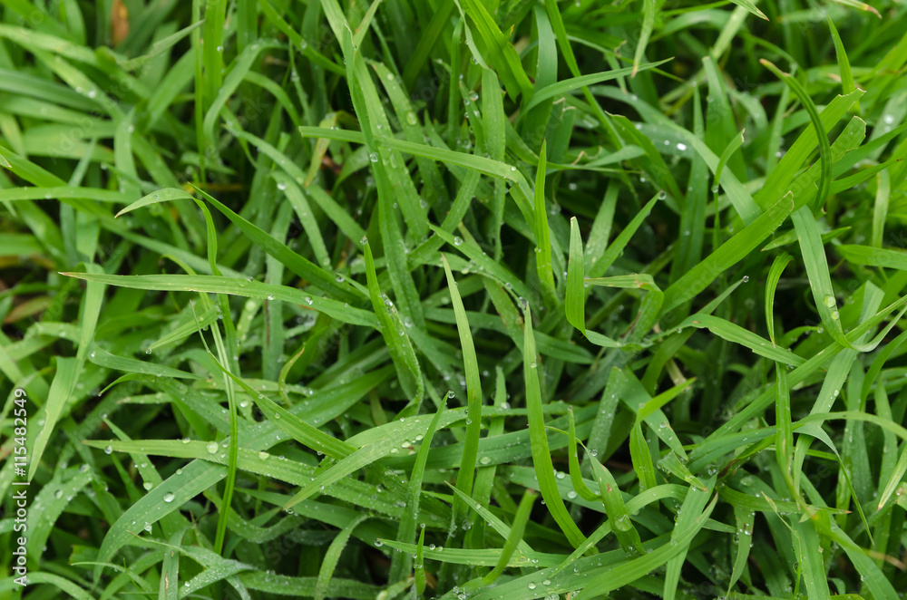 green grass after the rain green grass after the rain