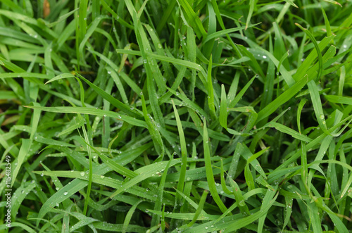 green grass after the rain