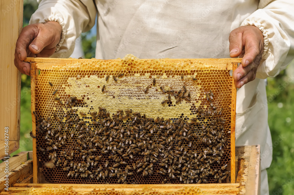 Beekeeper holding frame of honeycomb with bees Beekeeper holding frame of honeycomb with bees
