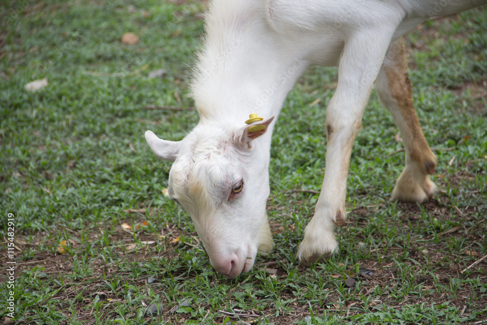 Sheep eating green grass