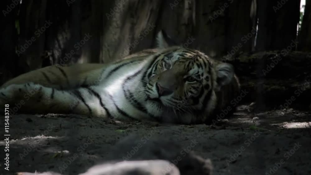 bengal tiger lying in the shade bengal tiger lying in the shade