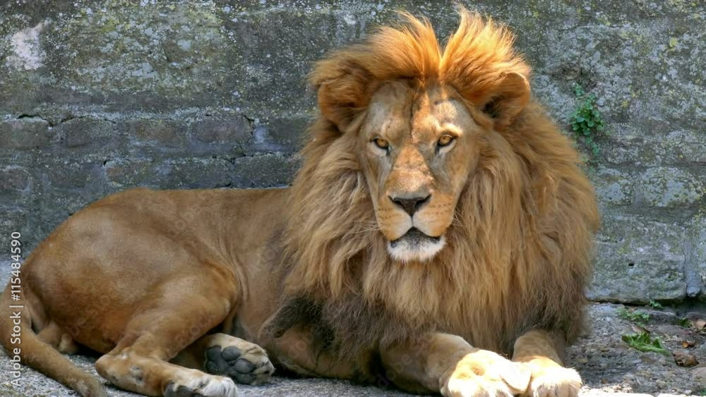 Beautiful lion with a big beautiful mane lies quietly, 4 K Video Clip Beautiful lion with a big beautiful mane lies quietly, 4 K Video Clip