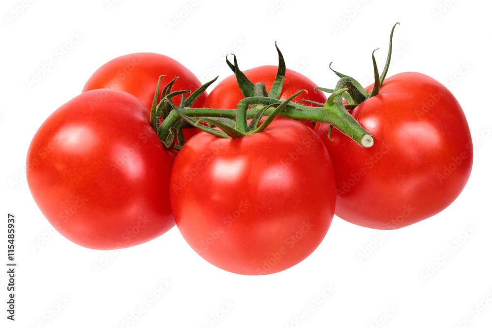 bright colorful tomatoes on the gnarled branches. isolated on white background without shadows. bright colorful tomatoes on the gnarled branches. isolated on white background without shadows.