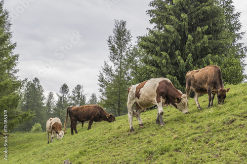 grazing cows on the mountain