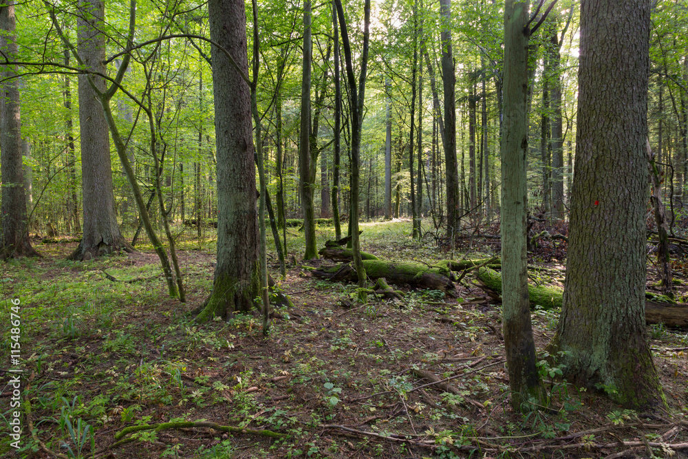 Narrow path crossing mixed stand