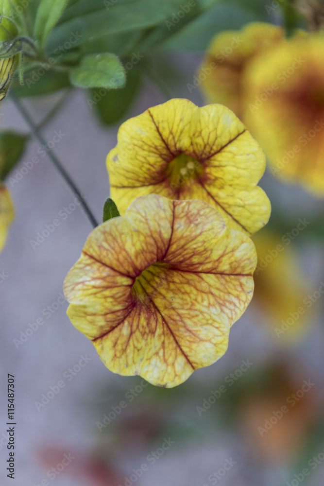 Obraz premium petunia in the garden