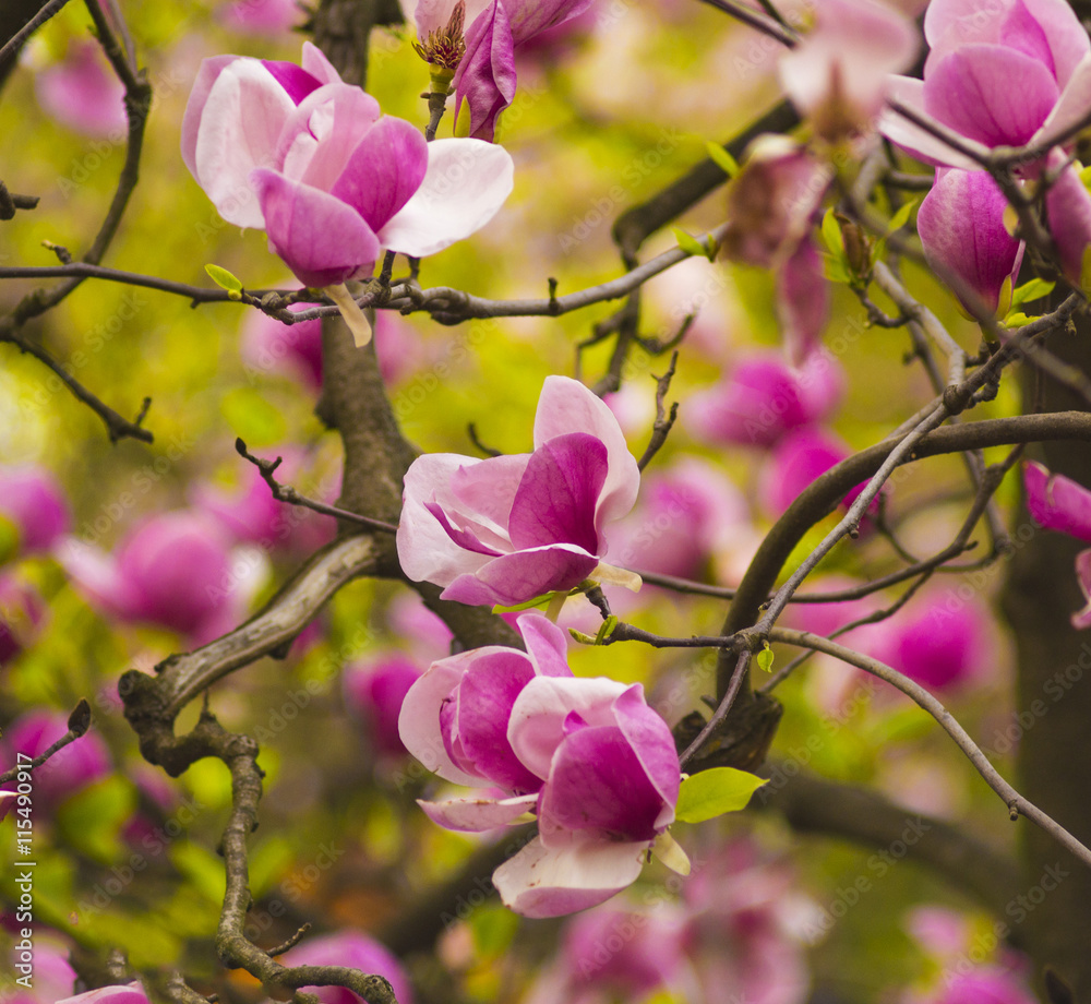 A branch of a blossoming magnolia. Flowers magnolia.
