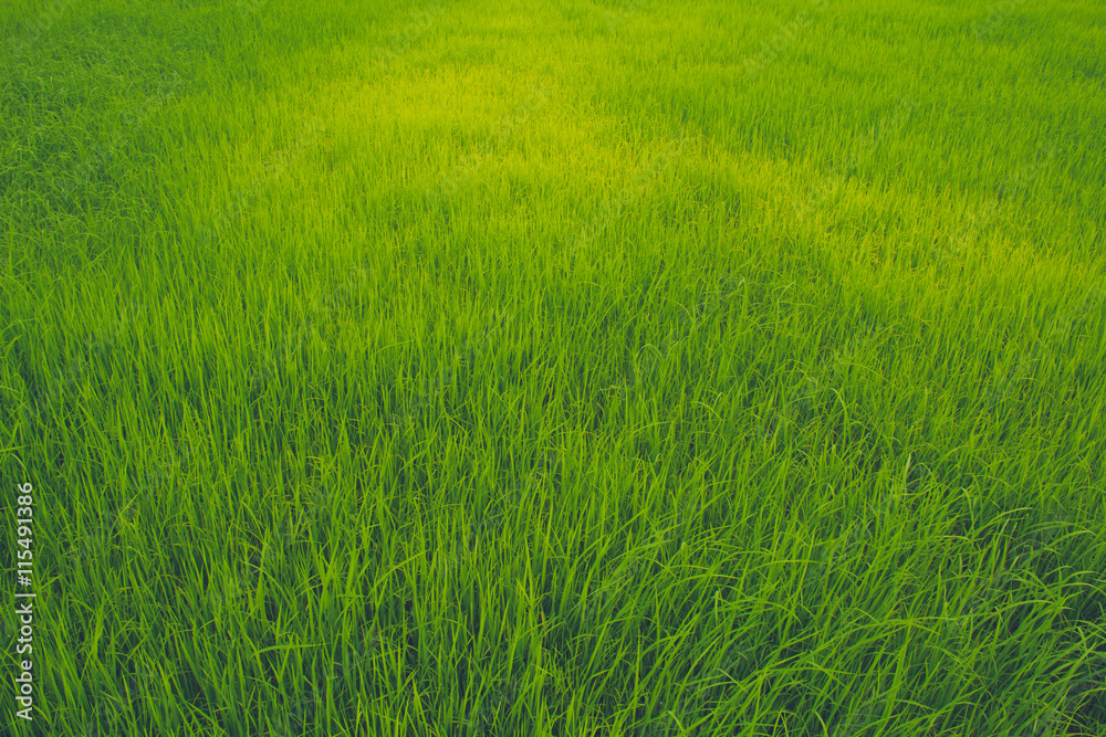 green field