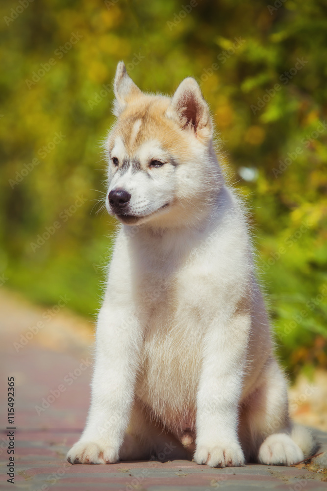 Portrait of a Siberian Husky puppy walking in the yard. One Little cute puppy of Siberian husky dog outdoors