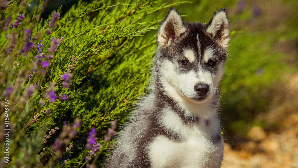 Portrait of a Siberian Husky puppy walking in the yard. One Little cute puppy of Siberian husky dog outdoors Portrait of a Siberian Husky puppy walking in the yard. One Little cute puppy of Siberian husky dog outdoors