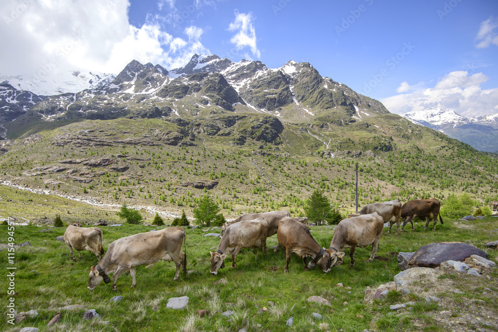 Alpine landscape with cows