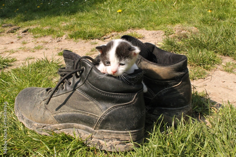 Small baby black white cut sitting in dirty trekking boots. Around green  grass. Stock Photo | Adobe Stock