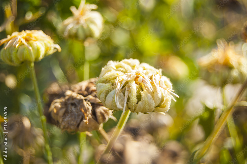 Macro dried flowers on blur background position Macro dried flowers on blur background position