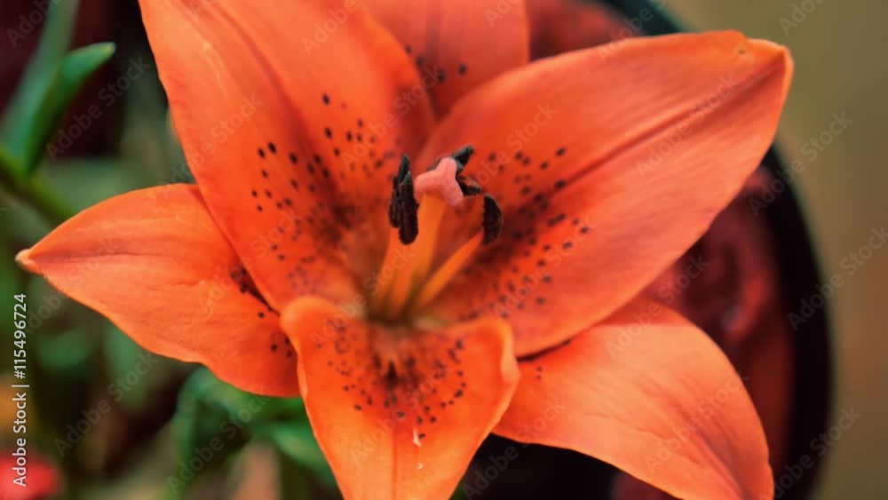 Camera shoots flowers of the amaryllis, lily and rose in motion. Macro Camera shoots flowers of the amaryllis, lily and rose in motion. Macro
