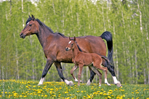 Proud Bay Mare and few week old Foal trotting together in spring meadow