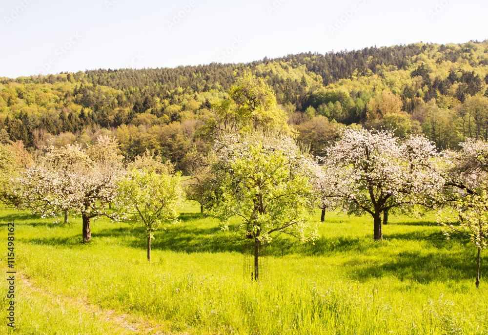 Meadow with flowering fruit trees