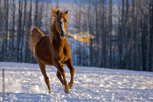 Foto Chestnut Arabian Horse Stallion galloping in snow