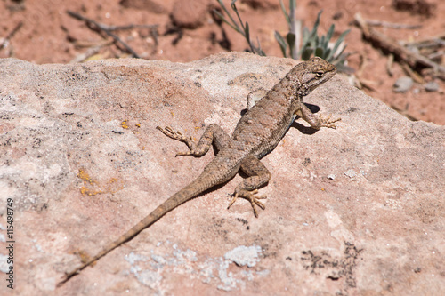 Brown Fence Lizard in Arches National Park in Utah