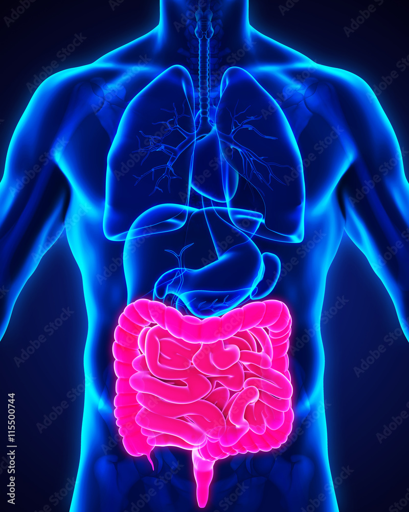 Human Intestine Anatomy Stock Illustration Biology Diagrams