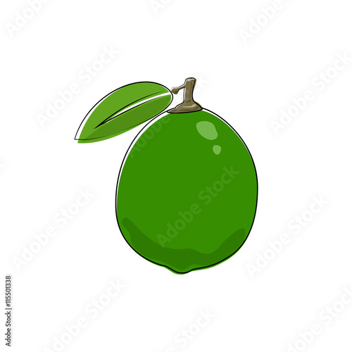 Citrus Lime Isolated on White, Tropical Fruit lemon, Vector Illustration