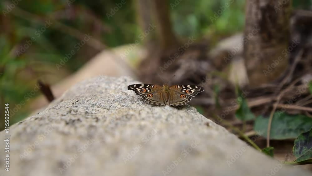 Lemon Pansy butterflies flutter on stone