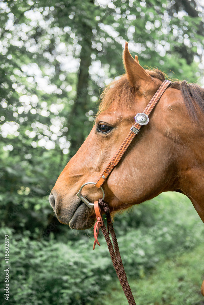 Obraz premium sad look horse