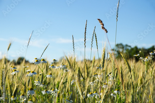 Fototapeta Naklejka Na Ścianę i Meble -  Mayweed flowers in a corn field