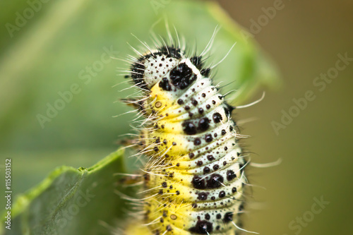 close up of colorful caterpillar climbing a leave stem © Barbara C