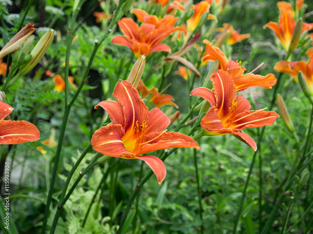 Lírios de color naranja OLYMPUS DIGITAL CAMERA Stock Photo | Adobe Stock