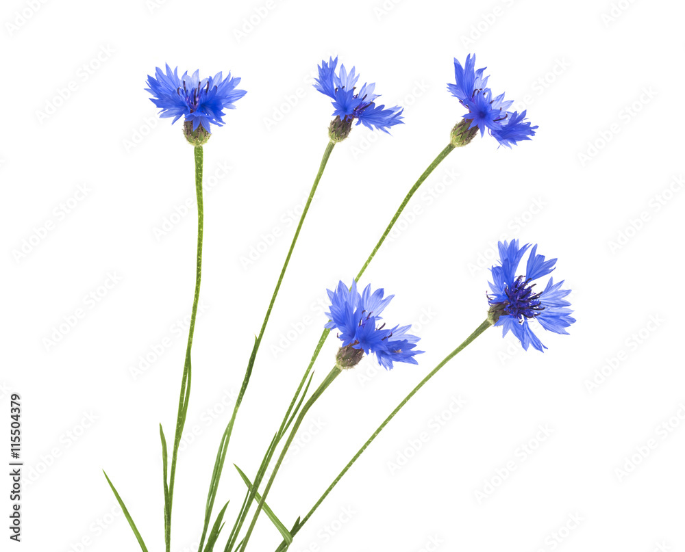Cornflower. Bouquet of wild blue flowers. Isolated Cornflower. Bouquet of wild blue flowers. Isolated