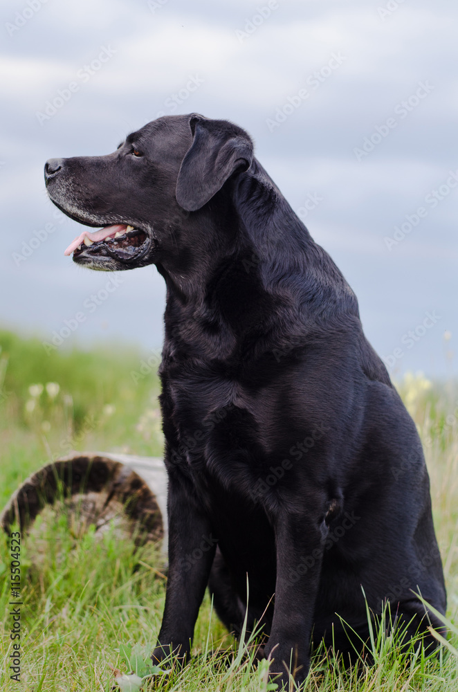 Black Labrador sitting in a summer field near the stump.