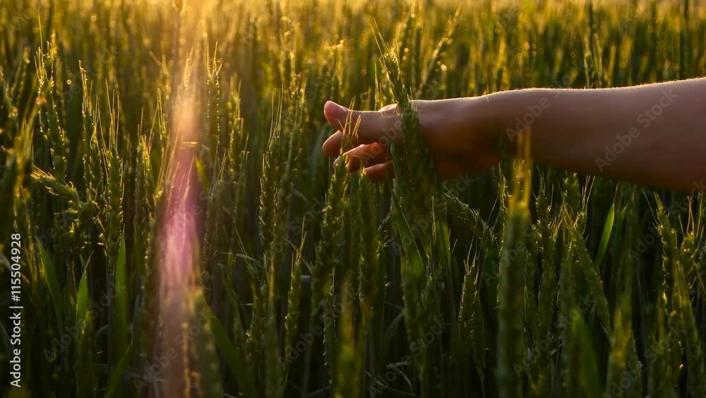 Girl stroking green wheat close up. Girl stroking green wheat close up.