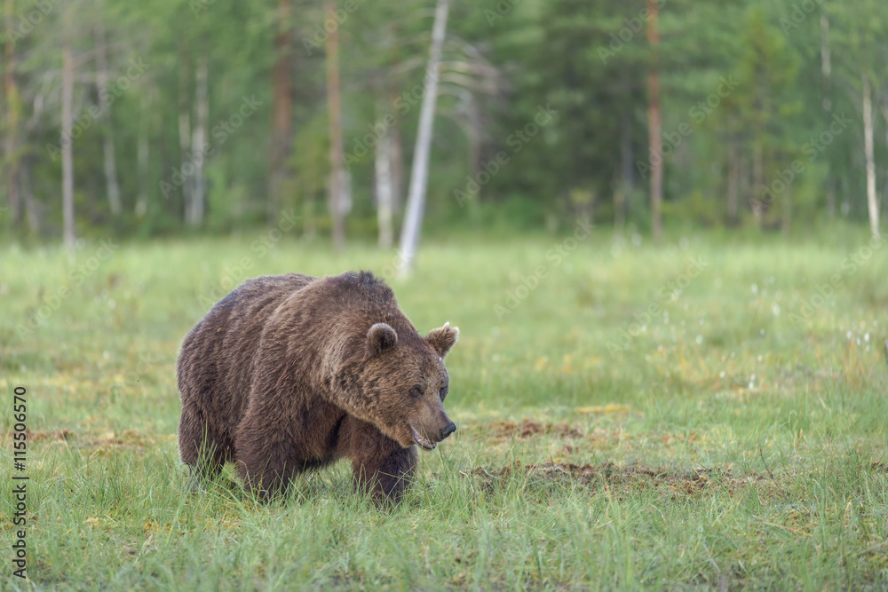 Fototapeta premium Big male brown bear (ursus arctos) walking in the bog on a summer evening