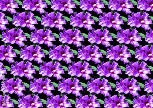 Seamless floral pattern from purple hibiscus for black background 