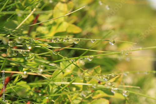 Few drops of water on blades of grass with reflection of grass in the drops. Around grass and other green plants.