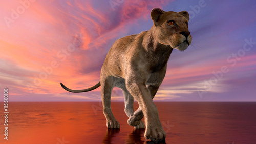 Photography The image of a lioness