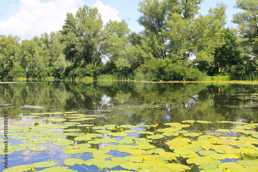 Beautiful lake on summer Beautiful lake on summer