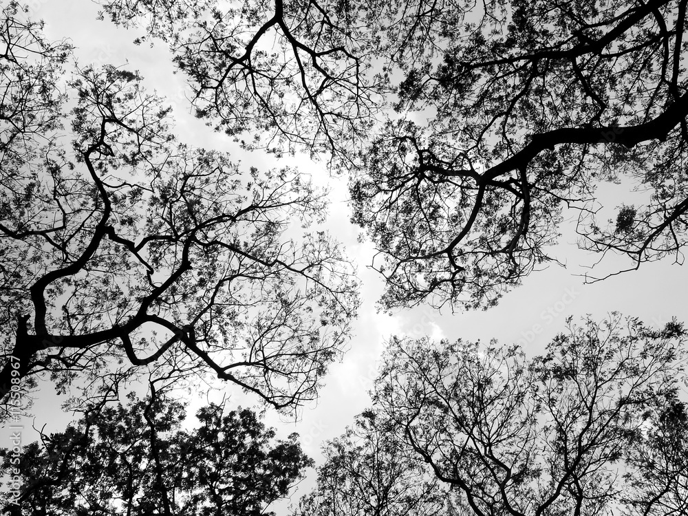 Fototapeta Silhouette of tree. Black and white