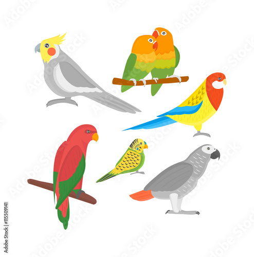 Cartoon parrots birds and parrots wild animal birds. Tropical parrots feather zoo birds tropical fauna macaw flying ara. Various cartoon exotic birds set with parrots illustration vector