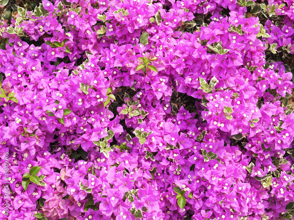 Close up Purple Bougainvillea flower in the garden