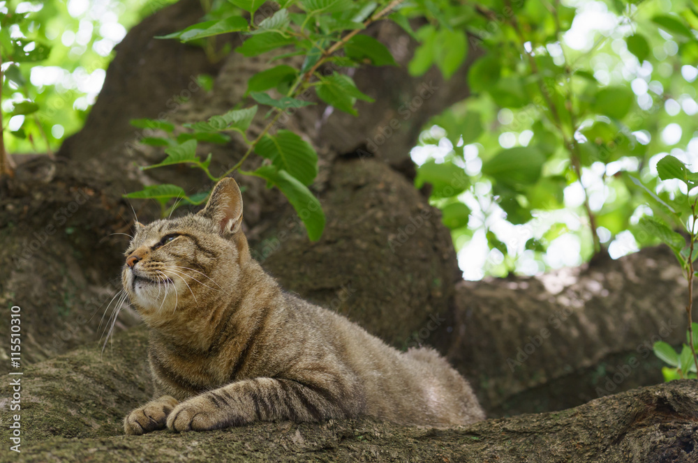 Obraz premium 猫