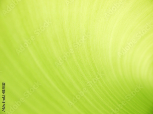 Banana leaf background with lines closeup texture